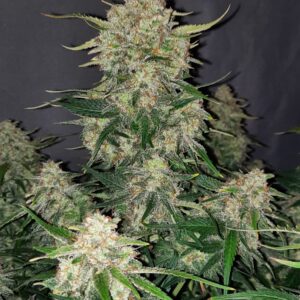 FastBuds Chemdawg Auto Seeds: Compact, Flavorful, and Fast-Growing - Image 3