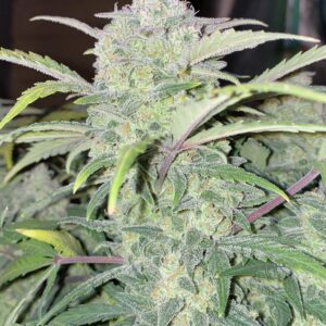 FastBuds Chemdawg Auto Seeds: Compact, Flavorful, and Fast-Growing - Image 4
