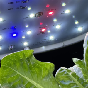 Hydroponic DWC Germinator - Image 3