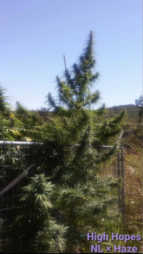 Northern Lights x Haze