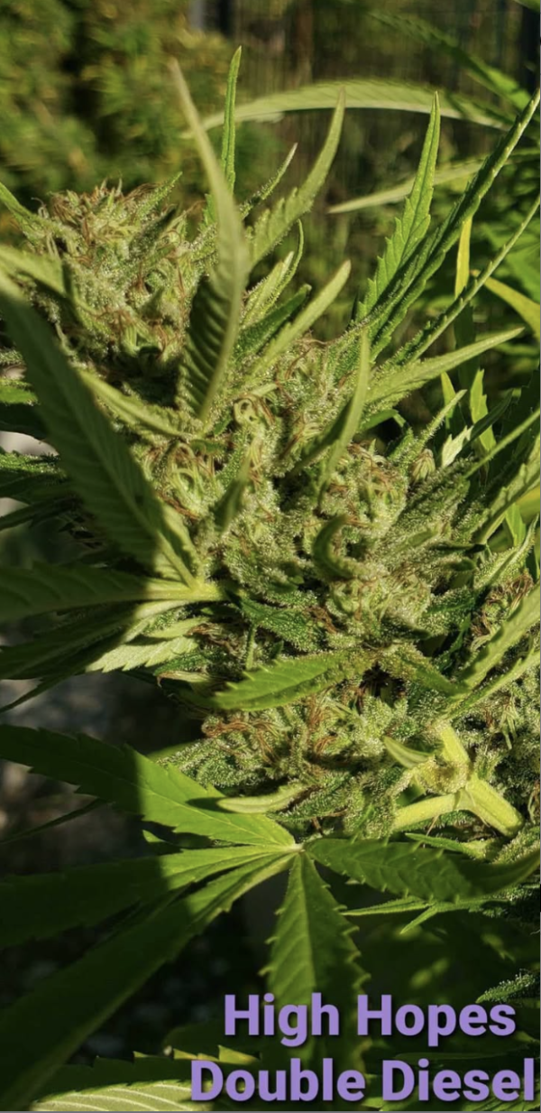 Double Diesel