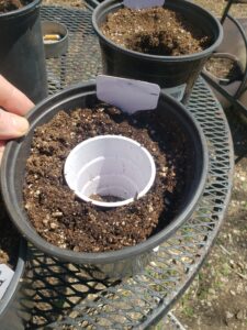 Creating transplant hole with solo cup