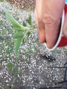Removing cannabis seedling from cup