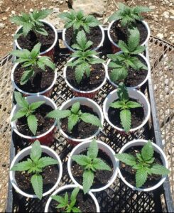 Cannabis seedlings ready for transplant