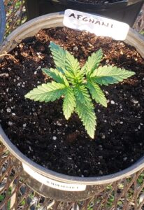 Successful cannabis seedling transplant
