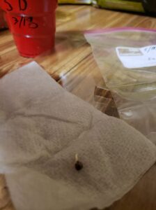 Sprouted cannabis seeds ready to plant