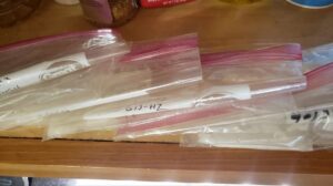 Cannabis seeds in paper towel germination