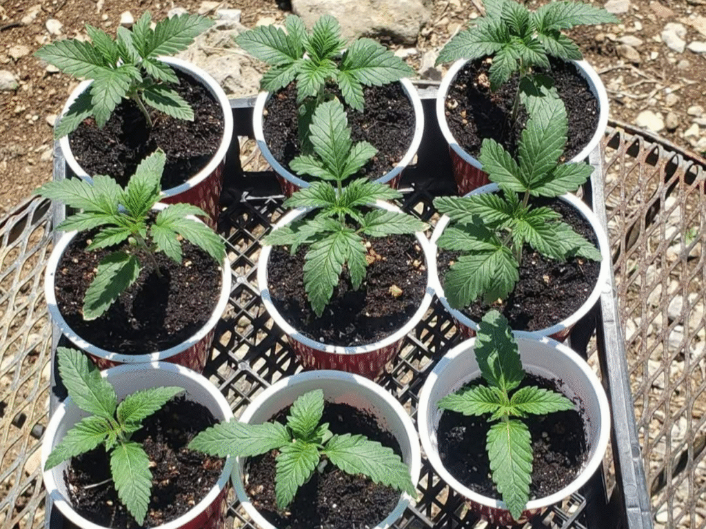 How to Transplant Cannabis Seedlings - Step-by-Step Grower Tips - Grow ...