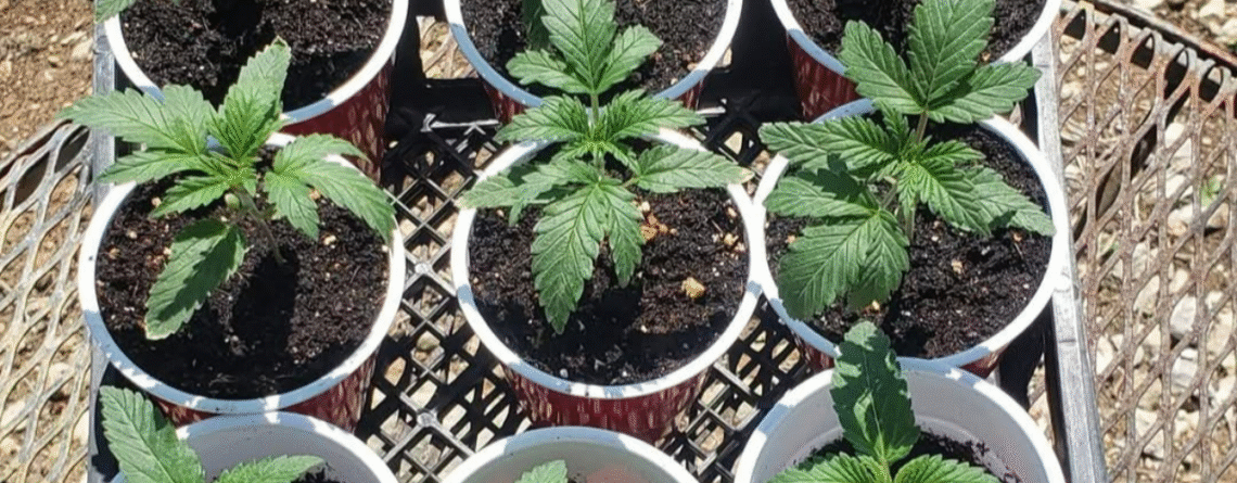 Cannabis seedlings after transplant in red solo cups with healthy green leaves
