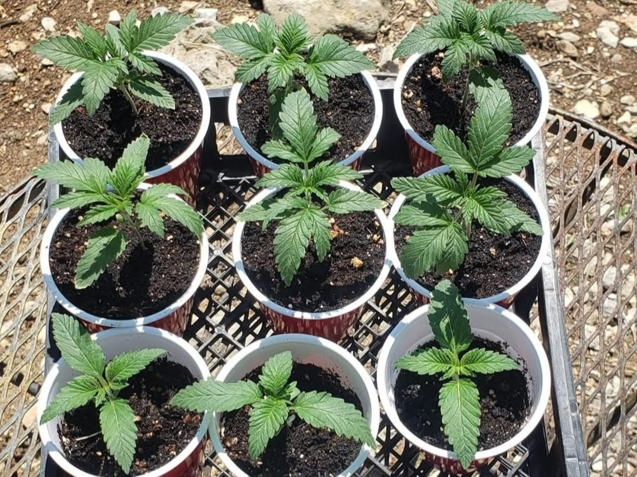 Cannabis seedlings after transplant in red solo cups with healthy green leaves