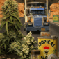 The Diesel Lovers Collection featuring 20 regular gassy fuel cannabis seeds including Double-Diesel.