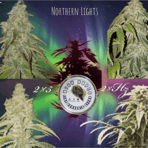 The Northern Lights Collection bundle with 20 regular pure NL cannabis seeds for connoisseurs.