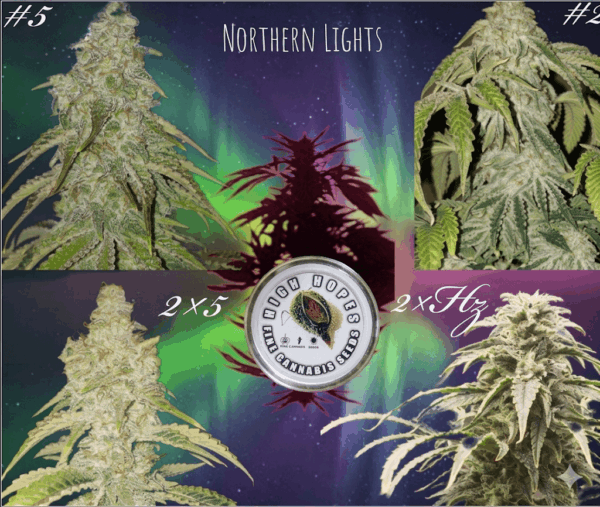 The Northern Lights Collection bundle with 20 regular pure NL cannabis seeds for connoisseurs.