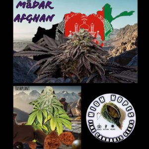 10-pack of Mādar Afghan cannabis seeds by High Hopes Genetics, a pure heavy-yielding Indica strain.