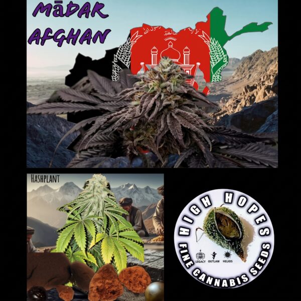 10-pack of Mādar Afghan cannabis seeds by High Hopes Genetics, a pure heavy-yielding Indica strain.