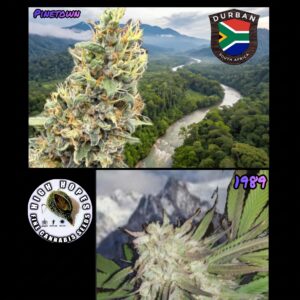 Pinetown Durban cannabis seeds by High Hopes Genetics, a fragrant and pest-resistant South African Sativa hybrid.