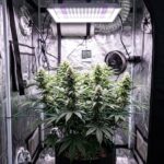Authentic outdoor greenhouse grow of a Pinetown Durban Sativa cannabis plant by High Hopes.